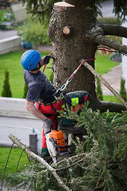 How Our Tree Care Process Works  in  Mulino, OR