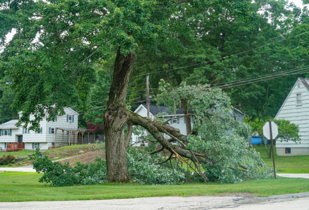 Leaf Removal in Mulino, OR