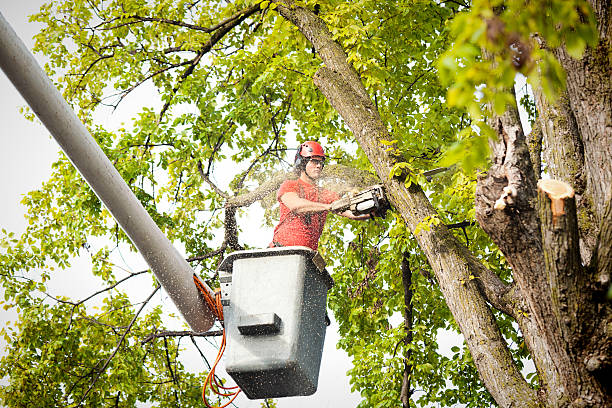 Reliable Mulino, OR Tree Services Solutions