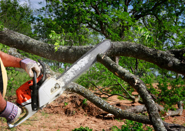 Tree and Shrub Care in Mulino, OR